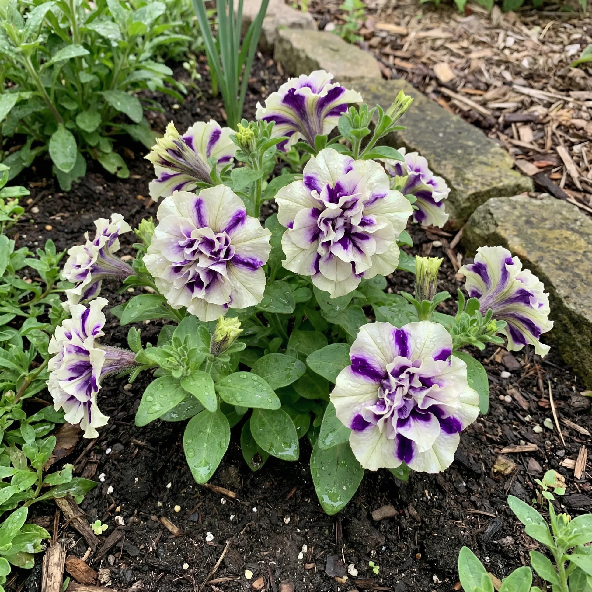 White Violet Petunia Flower Seeds for Planting Heirloom NONGMO Easy to Grow Garden Blooms Premium Quality 
 
 Sale