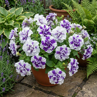 White Violet Petunia Flower Seeds for Planting Heirloom NONGMO Easy to Grow Garden Blooms Premium Quality 
 
 Sale