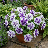 White Violet Petunia Flower Seeds for Planting Heirloom NONGMO Easy to Grow Garden Blooms Premium Quality 
 
 Sale