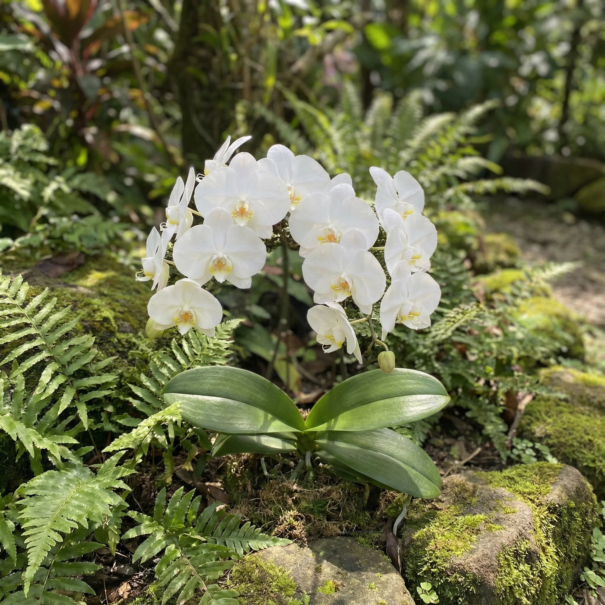 Phalaenopsis Orchid Flower seeds for Planting Premium Quality Heirloom & GMO Free Seeds for Home Garden