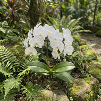 Phalaenopsis Orchid Flower seeds for Planting Premium Quality Heirloom & GMO Free Seeds for Home Garden