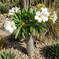 White Pachypodium Lamerei Flower seeds for Planting - Garden Favorite, Heirloom & GMO Free Seeds for Home Garden