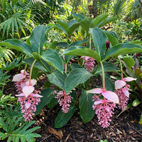Light Pink Medinilla Cummingi Flower seeds for Planting Perfect for Borders Heirloom & GMO Free Seeds for Home Garden 
 
 Sale