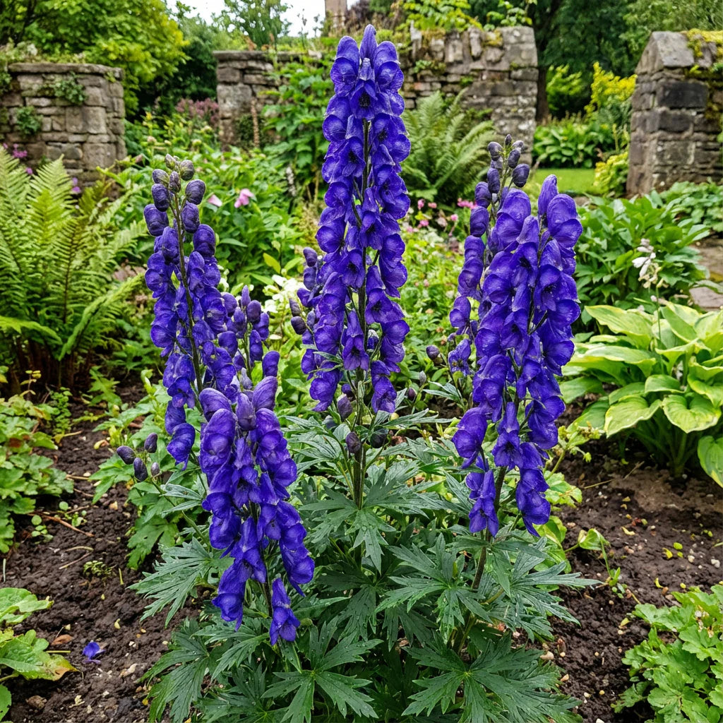 Monkshood Flower seeds for Planting - Shade Tolerant, Heirloom & GMO Free Seeds for Home Garden
