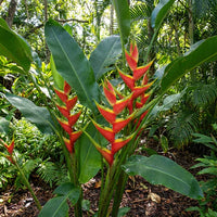Heliconia Flower seeds for Planting - Cottage Garden Essential, Heirloom & GMO Free Seeds for Home Garden