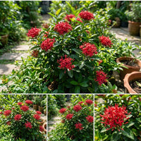 Ixora Red Flower Seeds for Planting  Vibrant Blossoms for Your Garden