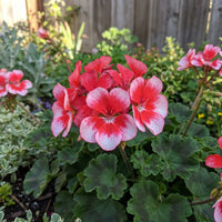 Planting Geranium Seeds in Maroon Red & White for a Lively Garden
