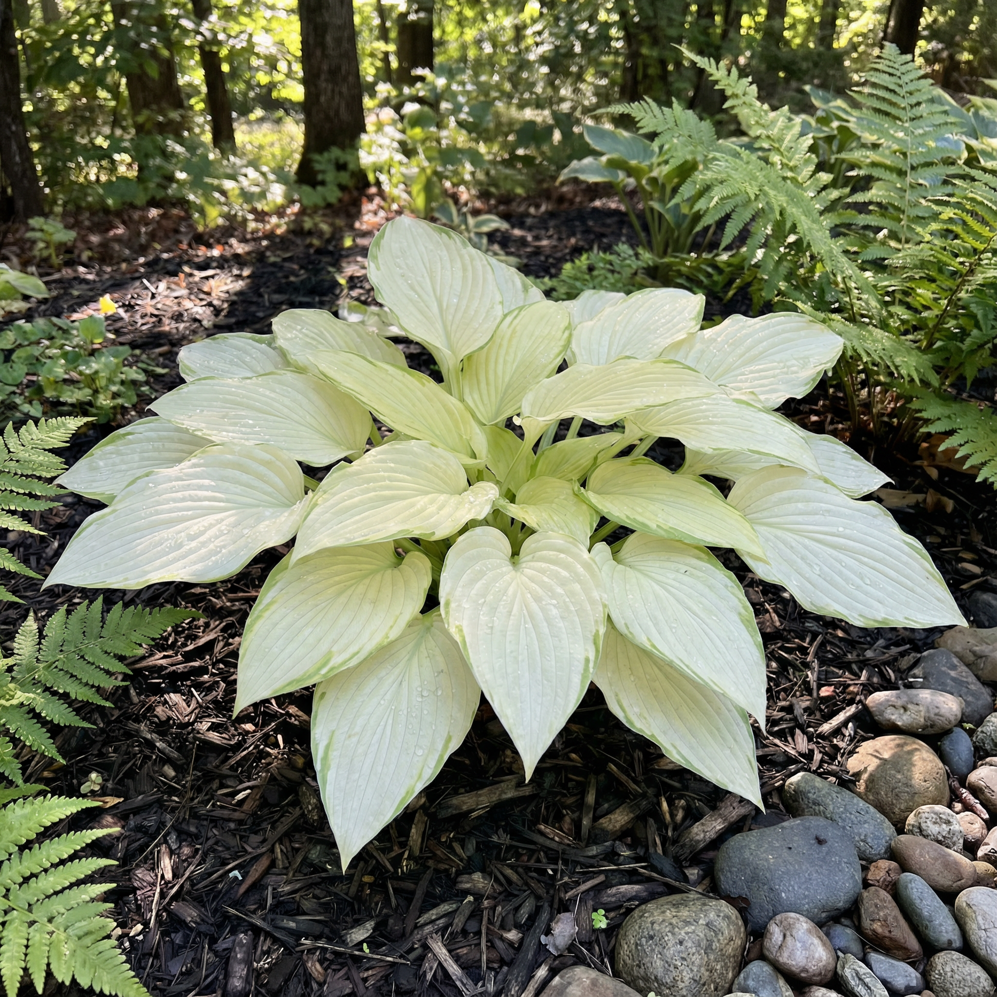 Hosta Seeds for Planting – Heirloom, Non-GMO, Perennial Shade Plant, Hosta spp. Foliage Variety