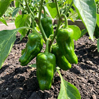 Green Padron Vegetable Seeds for Planting