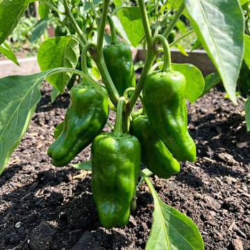Green Padron Vegetable Seeds for Planting