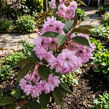 Light Pink Cerasus Perennial Flower Seeds for Planting Fragrant Blossoms Heirloom & GMO Free Seeds for Home Garden
 
 Sale