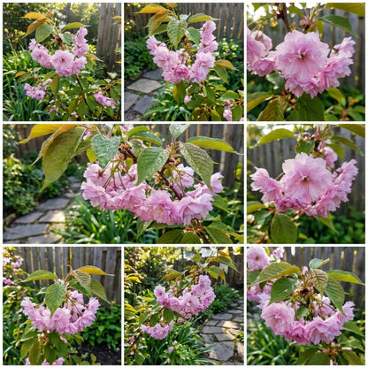 Light Pink Cerasus Perennial Flower Seeds for Planting Fragrant Blossoms Heirloom & GMO Free Seeds for Home Garden
 
 Sale