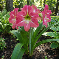 Pink Amaryllis Barbados Flower Seeds for Planting Drought Tolerant Heirloom & GMO Free Seeds for Home Garden
 
 Sale