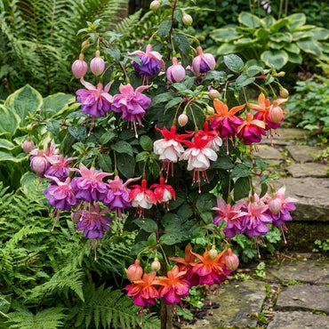 Mixed Color Fuchsia Flower Seeds for Planting Drought Tolerant Heirloom & GMO Free Seeds for Home Garden
 
 Sale