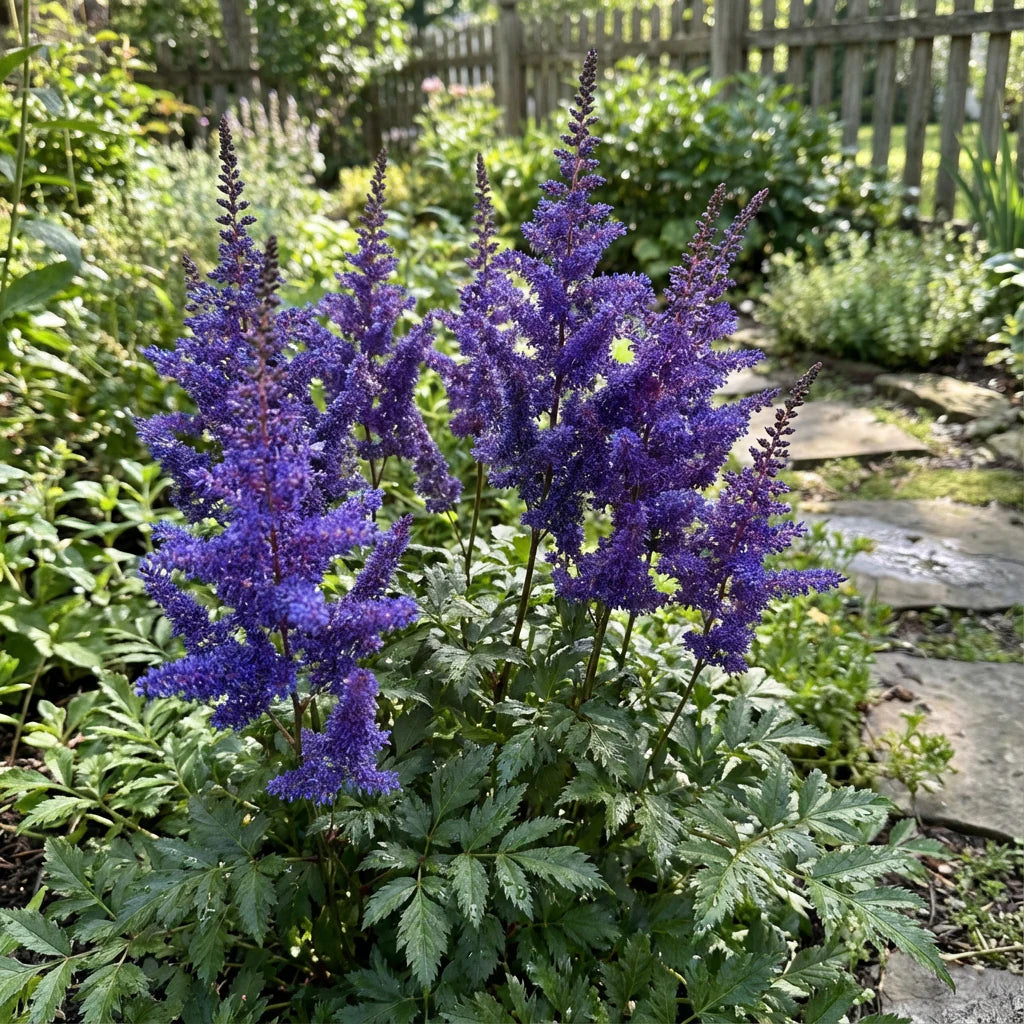 Blue Astilbe Flower Seeds for Planting Seasonal Bloomer Heirloom & GMO Free Seeds for Home Garden
 
 Sale