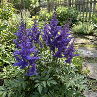 Blue Astilbe Flower Seeds for Planting Seasonal Bloomer Heirloom & GMO Free Seeds for Home Garden
 
 Sale