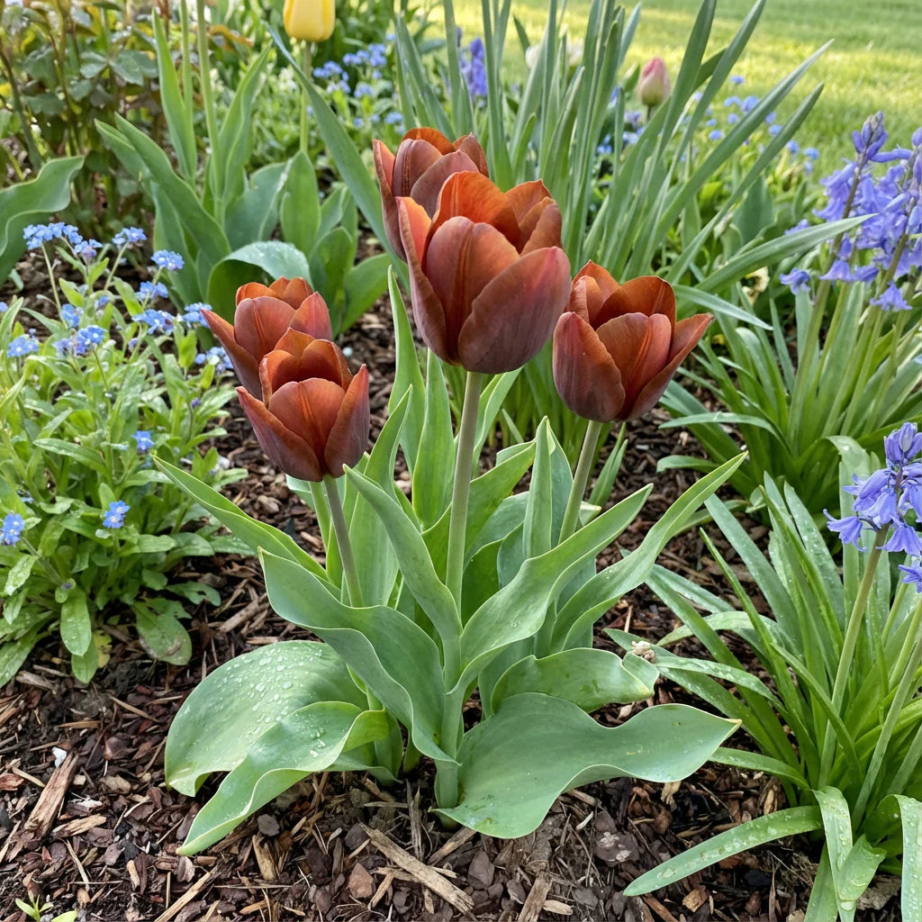 Brown Tulip Flower Seeds for Planting Drought Tolerant Heirloom & GMO Free Seeds for Home Garden
 
 Sale