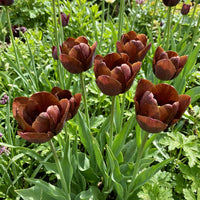 Brown Tulip Flower Seeds for Planting Drought Tolerant Heirloom & GMO Free Seeds for Home Garden
 
 Sale
