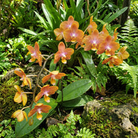 Orange Bell Orchid Seeds Flower seeds for Planting - Hardy Variety, Heirloom & GMO Free Seeds for Home Garden