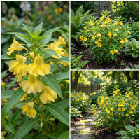 Yellow Balsam Flower Seeds – Hardy Variety Heirloom & NonGMO Seeds for Home Garden
 
 Sale