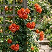 Orange Climbing Rose Seeds Flower seeds for Planting Hardy Variety Heirloom & GMO Free Seeds for Home Garden