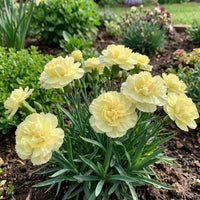 Light Yellow Carnation Flower seeds for Planting - Wildflower Mix, Heirloom & GMO Free Seeds for Home Garden