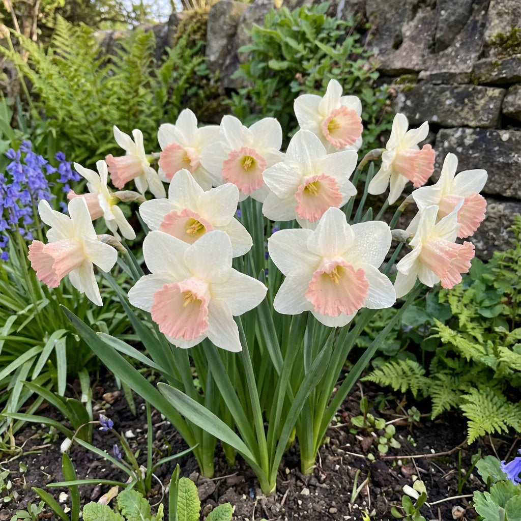 Pale Pink Narcissus Flower seeds for Planting - Shade Tolerant, Heirloom & GMO Free Seeds for Home Garden