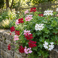 Mixed Pelargonium Flower Seeds for Planting