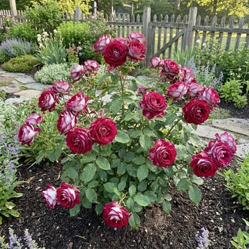 Osiria Rose Flower seeds for Planting Compact Growth Heirloom & GMO Free Seeds for Home Garden