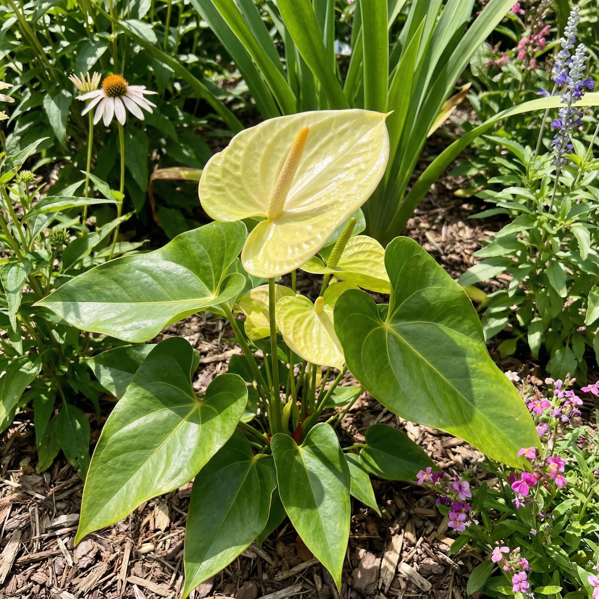 Light Yellow Anthurium Flower seeds for Planting Wildflower Mix Heirloom & GMO Free Seeds for Home Garden