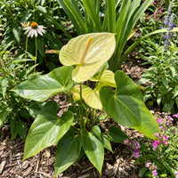Light Yellow Anthurium Flower seeds for Planting Wildflower Mix Heirloom & GMO Free Seeds for Home Garden