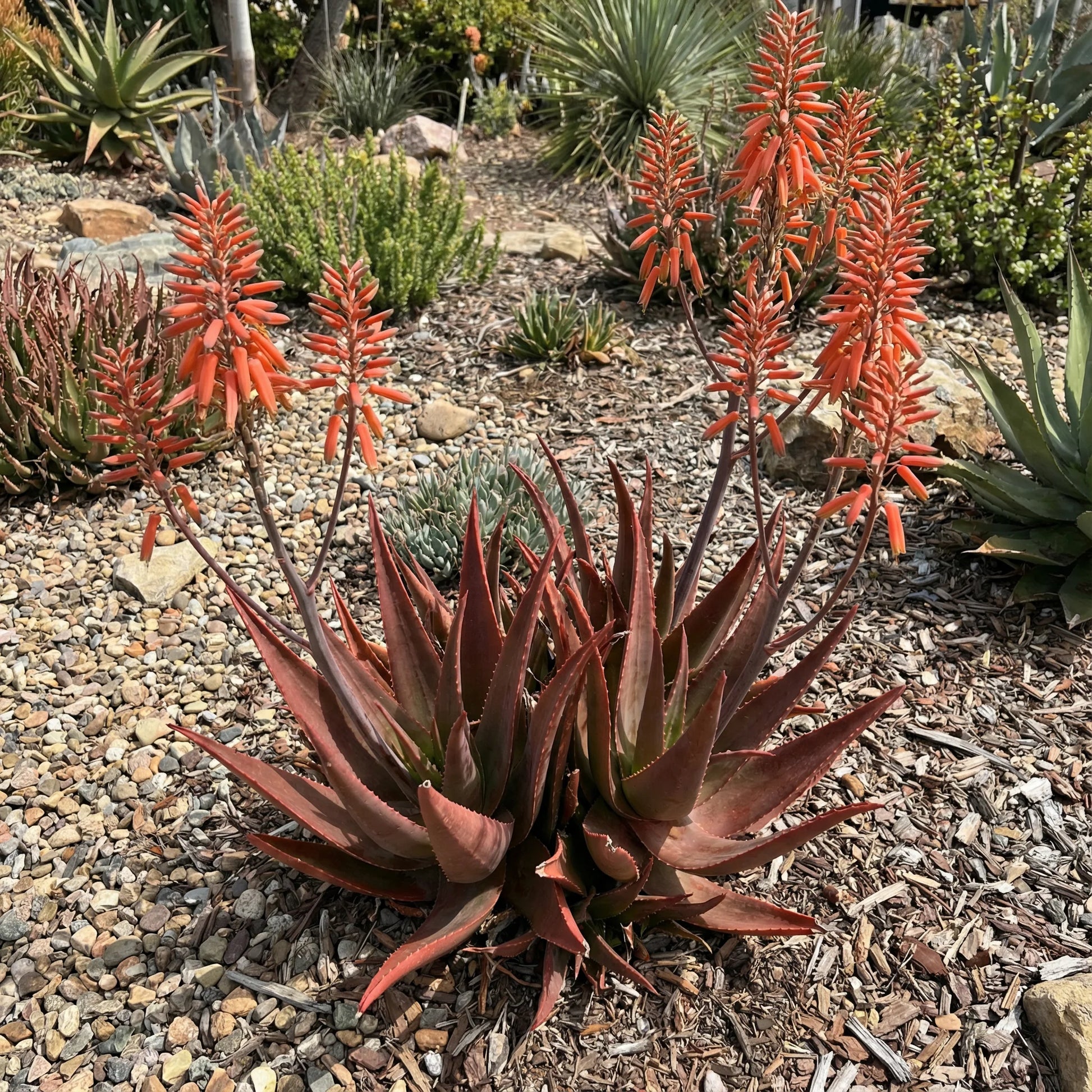 Red Aloe Flower seeds for Planting Compact Growth Heirloom & GMO Free Seeds for Home Garden