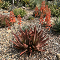 Red Aloe Flower seeds for Planting Compact Growth Heirloom & GMO Free Seeds for Home Garden