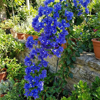 Blue Spectabilis Flower Seeds for Planting  Vibrant Blooms for Your Garden