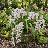 White Violet Cymbidium Flower Planting - Seeds for Thriving Blossoms in Your Garden