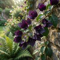 Black Bougainvillea Flower seeds for Planting - Low Maintenance, Heirloom & GMO Free Seeds for Home Garden