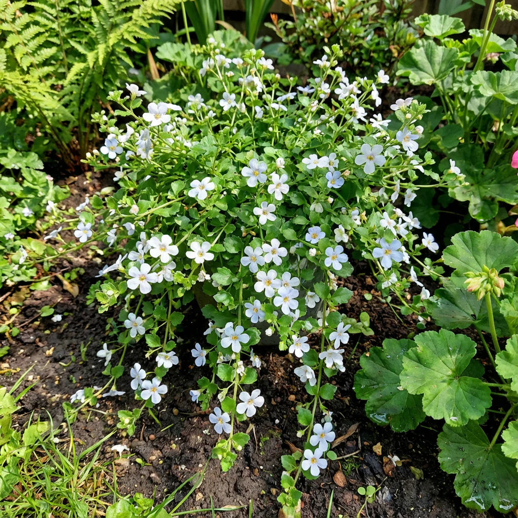 Bacopa Colgantes Flower seeds for Planting - Vibrant Colors, Heirloom & GMO Free Seeds for Home Garden