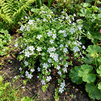 Bacopa Colgantes Flower seeds for Planting - Vibrant Colors, Heirloom & GMO Free Seeds for Home Garden