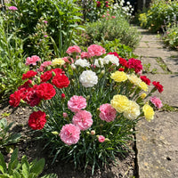 Carnation Flower seeds for Planting Garden Favorite Heirloom & GMO Free Seeds for Home Garden