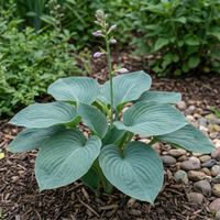 Hosta Seeds for Planting – Heirloom, Non-GMO, Perennial Shade Plant, Hosta spp. Foliage Variety