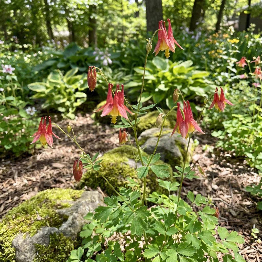Red Aquilegia Canadensis Flower Seeds  Perfect for Spring Planting