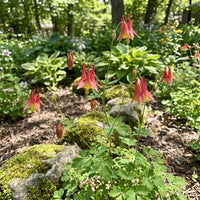 Red Aquilegia Canadensis Flower Seeds  Perfect for Spring Planting