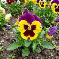 Yellow Swiss Pansy Flower seeds for Planting Garden Favorite Heirloom & GMO Free Seeds for Home Garden
 
 Sale