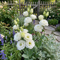 White Lisianthus Logro Flower seeds for Planting - Vibrant Colors, Heirloom & GMO Free Seeds for Home Garden