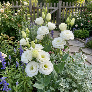 White Lisianthus Logro Flower seeds for Planting - Vibrant Colors, Heirloom & GMO Free Seeds for Home Garden