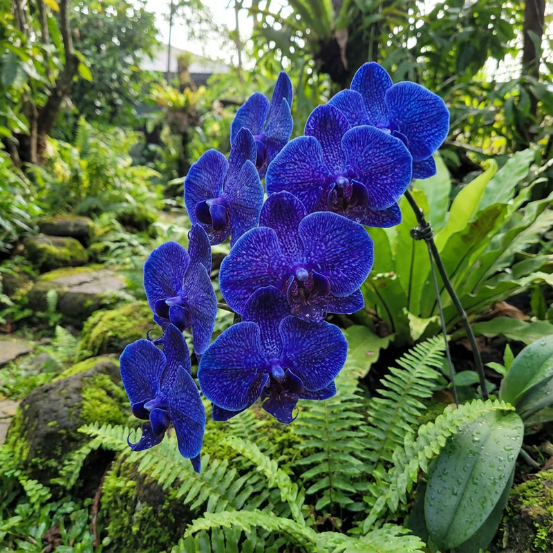 Blue Butterfly Orchid Flower seeds for Planting - Hardy Variety, Heirloom & GMO Free Seeds for Home Garden
