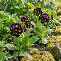 Black Yellow Primula Malacoides Seeds for Planting Shade Tolerant Heirloom & GMO Free Seeds for Home Garden
 
 Sale