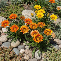 Gazania Flower seeds for Planting Easy to Grow Heirloom & GMO Free Seeds for Home Garden 
 
 Sale