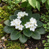 White African Violet Flower seeds for Planting - Fragrant Blossoms, Heirloom & GMO Free Seeds for Home Garden