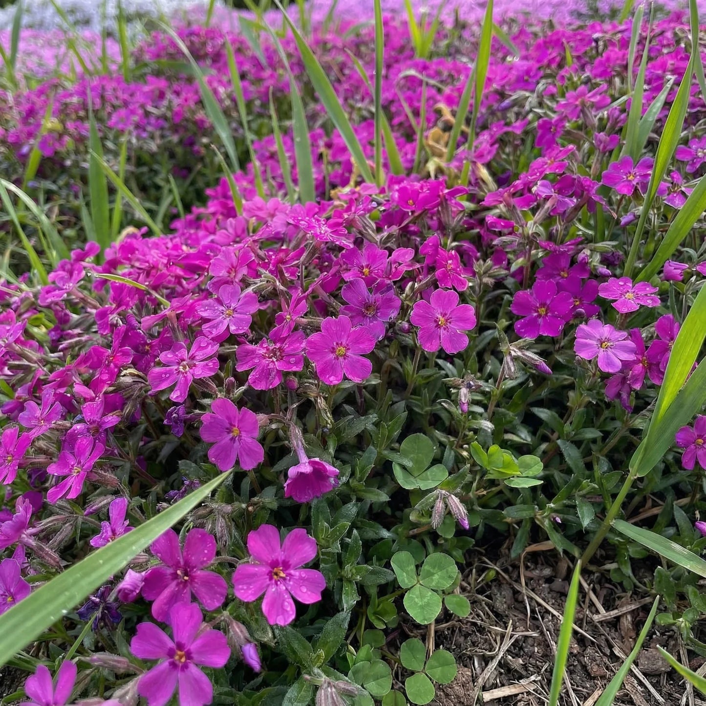 Aubrieta Flower seeds for Planting Perfect for Borders Heirloom & GMO Free Seeds for Home Garden 
 
 Sale